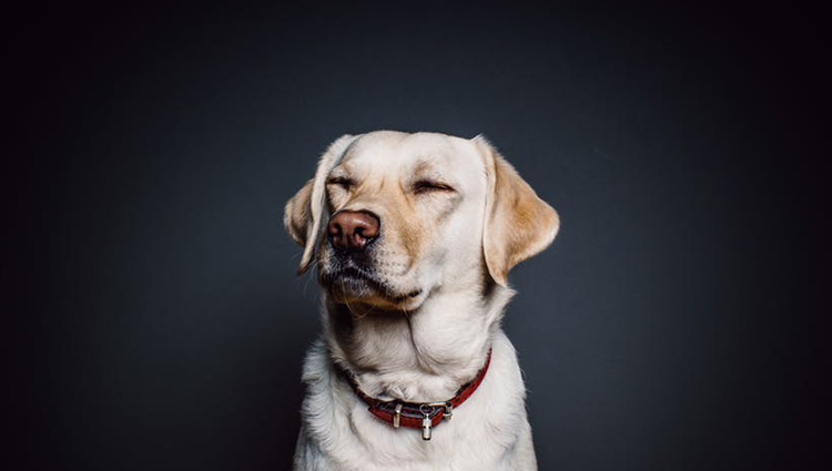 Doggo